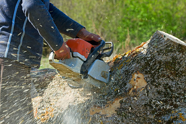 Palm Tree Trimming in South Browning, MT